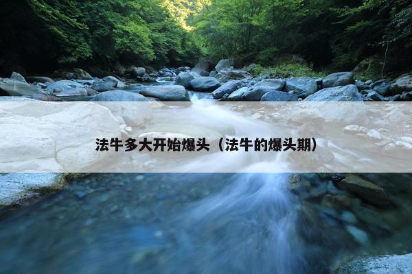 法牛多大开始爆头（法牛的爆头期）
