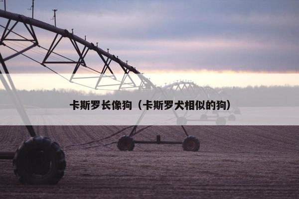 卡斯罗长像狗（卡斯罗犬相似的狗）