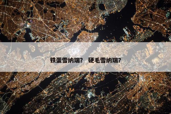铁蛋雪纳瑞？ 硬毛雪纳瑞？