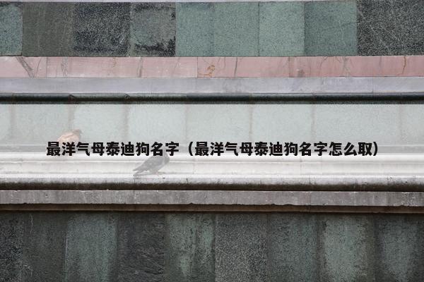最洋气母泰迪狗名字（最洋气母泰迪狗名字怎么取）
