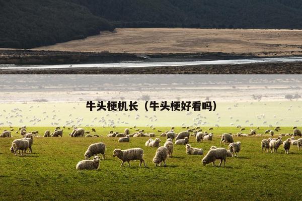 牛头梗 第4页