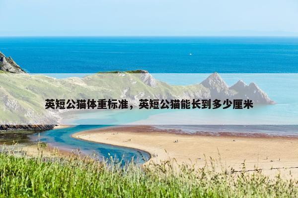 英短公猫体重标准，英短公猫能长到多少厘米