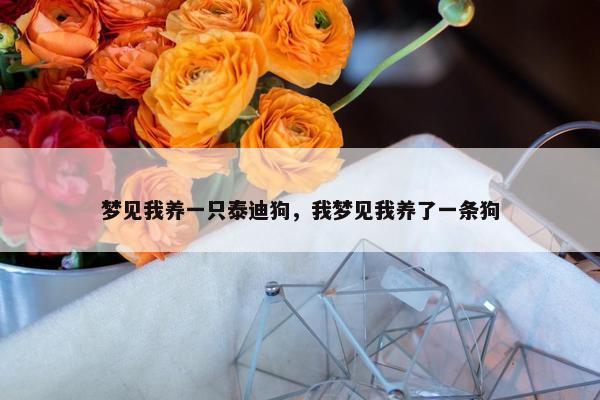 梦见我养一只泰迪狗，我梦见我养了一条狗