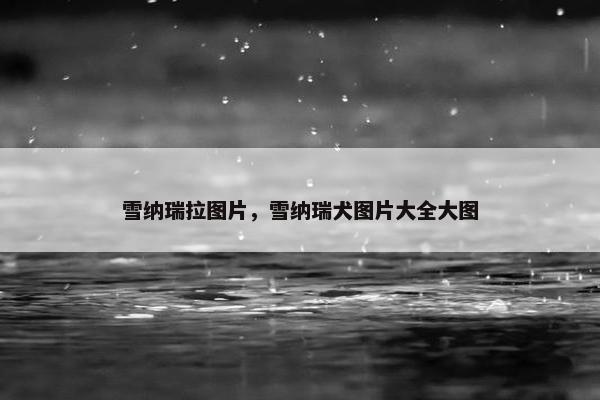 雪纳瑞拉图片，雪纳瑞犬图片大全大图