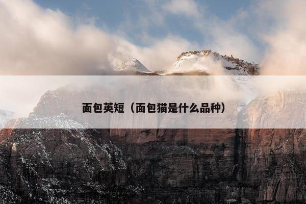 面包英短（面包猫是什么品种）