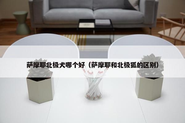 萨摩耶北极犬哪个好（萨摩耶和北极狐的区别）