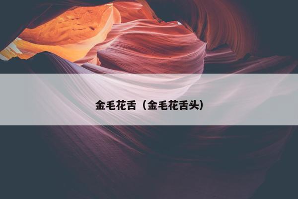 金毛花舌（金毛花舌头）