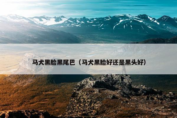 马犬黑脸黑尾巴（马犬黑脸好还是黑头好）