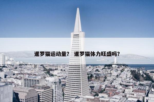 暹罗猫运动量？ 暹罗猫体力旺盛吗？