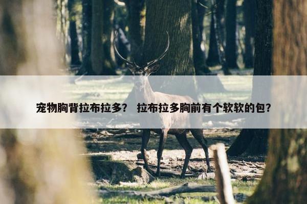 宠物胸背拉布拉多？ 拉布拉多胸前有个软软的包？