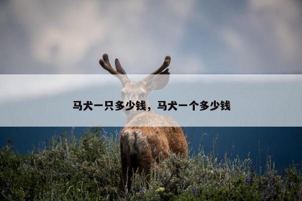 马犬一只多少钱，马犬一个多少钱
