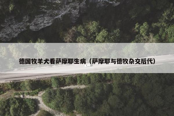 德国牧羊犬看萨摩耶生病（萨摩耶与德牧杂交后代）