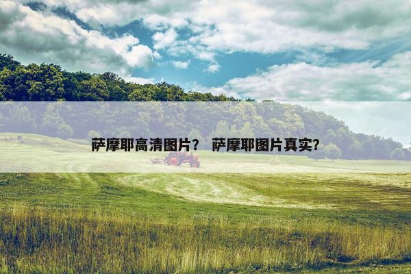 萨摩耶高清图片？ 萨摩耶图片真实？