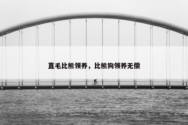 直毛比熊领养，比熊狗领养无偿