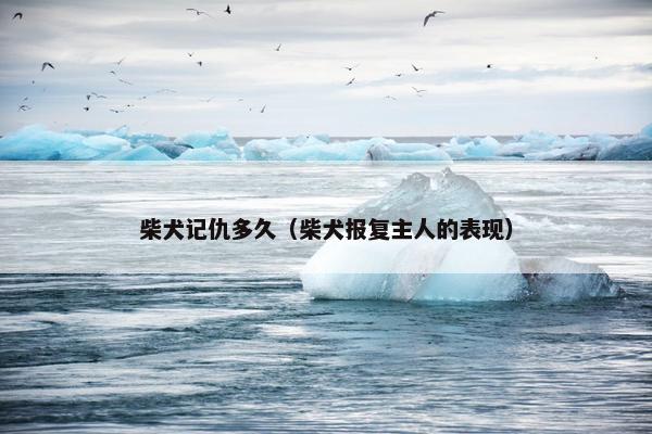柴犬记仇多久（柴犬报复主人的表现）