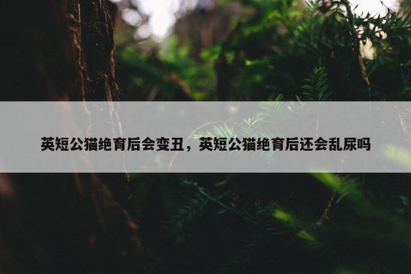 英短公猫绝育后会变丑，英短公猫绝育后还会乱尿吗