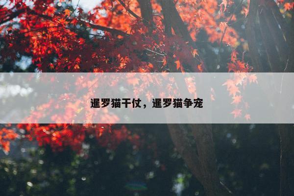 暹罗猫干仗，暹罗猫争宠