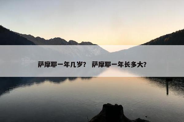 萨摩耶一年几岁？ 萨摩耶一年长多大？