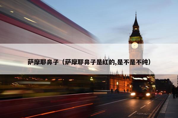 萨摩耶鼻子（萨摩耶鼻子是红的,是不是不纯）