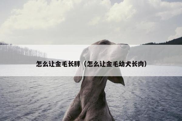 怎么让金毛长胖（怎么让金毛幼犬长肉）