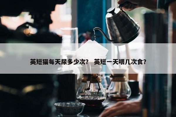 英短猫每天尿多少次？ 英短一天喂几次食？
