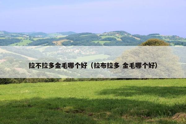 拉不拉多金毛哪个好（拉布拉多 金毛哪个好）