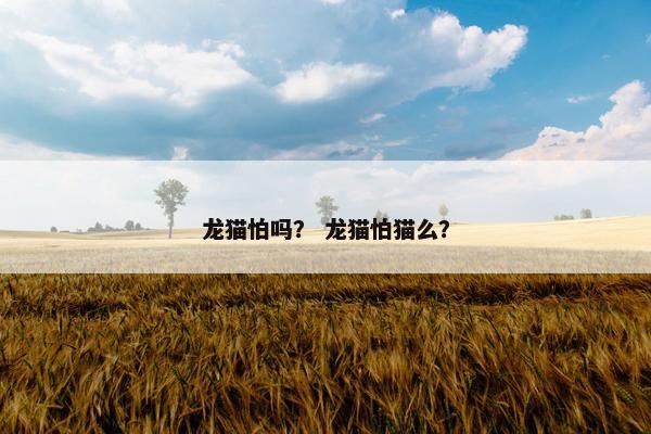 龙猫怕吗？ 龙猫怕猫么？