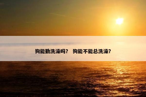 狗能勤洗澡吗？ 狗能不能总洗澡？
