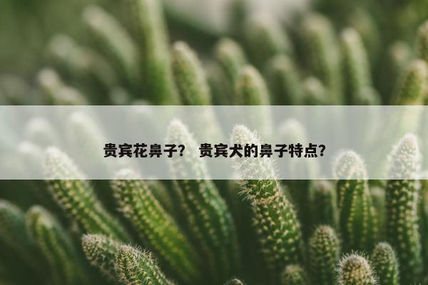 贵宾花鼻子？ 贵宾犬的鼻子特点？