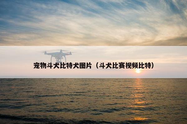 宠物斗犬比特犬图片（斗犬比赛视频比特）