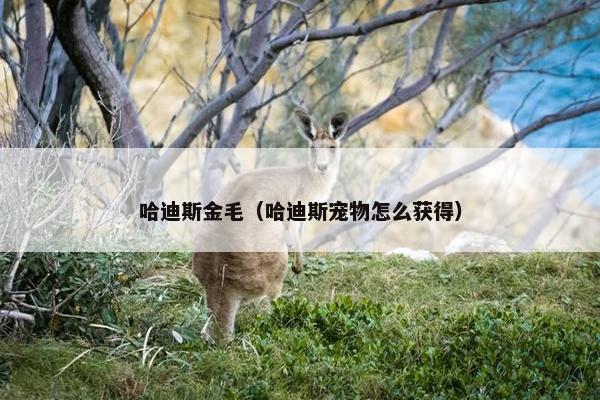 哈迪斯金毛（哈迪斯宠物怎么获得）