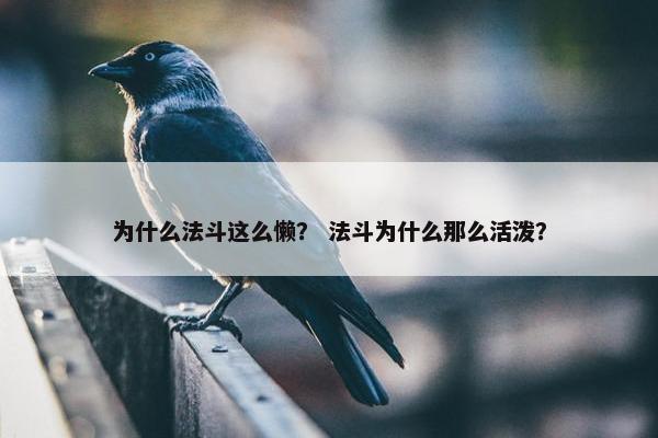 为什么法斗这么懒？ 法斗为什么那么活泼？