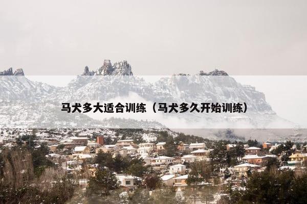 马犬多大适合训练（马犬多久开始训练）