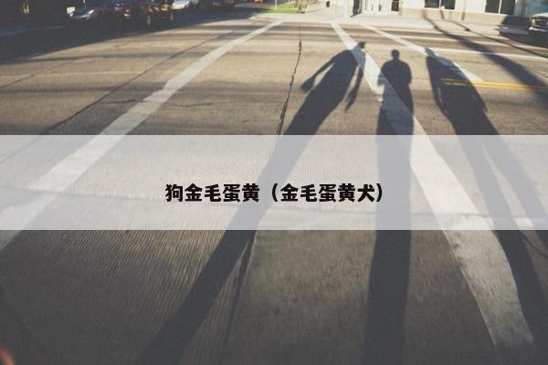 狗金毛蛋黄（金毛蛋黄犬）