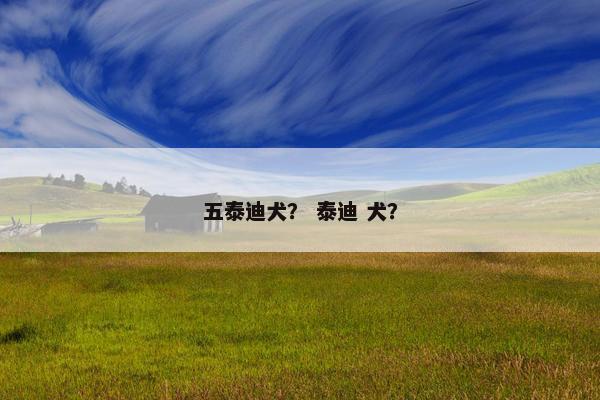 五泰迪犬？ 泰迪 犬？