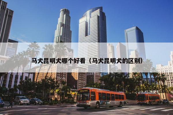 马犬昆明犬哪个好看（马犬昆明犬的区别）
