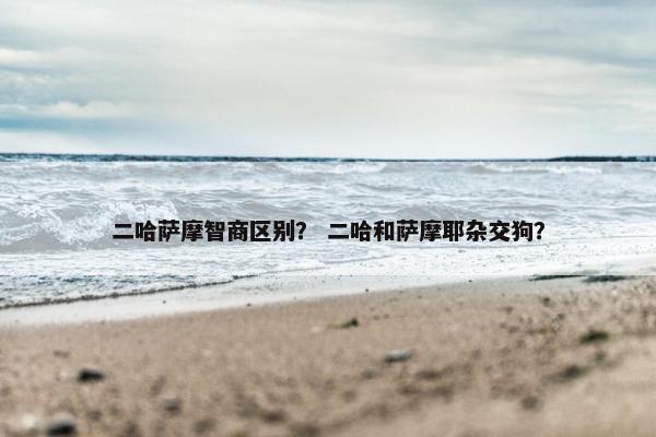 二哈萨摩智商区别？ 二哈和萨摩耶杂交狗？