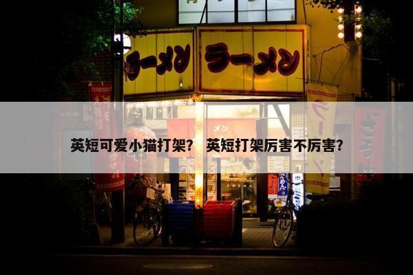 英短可爱小猫打架？ 英短打架厉害不厉害？