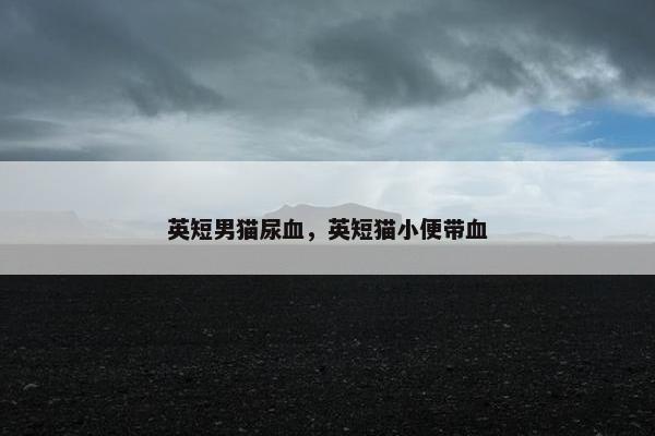 英短男猫尿血，英短猫小便带血