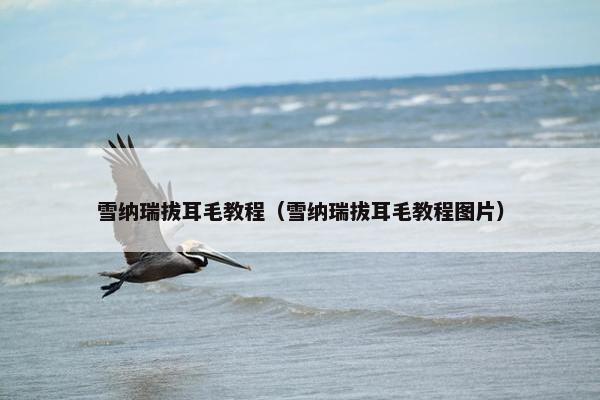 雪纳瑞拔耳毛教程（雪纳瑞拔耳毛教程图片）