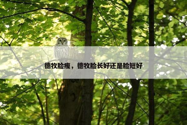 德牧脸瘦，德牧脸长好还是脸短好