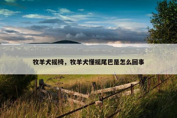 牧羊犬摇椅，牧羊犬懂摇尾巴是怎么回事