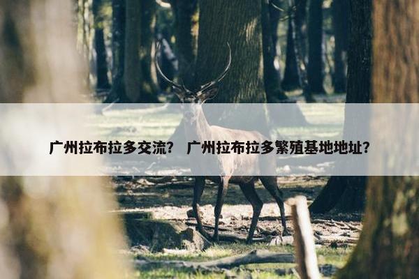 广州拉布拉多交流？ 广州拉布拉多繁殖基地地址？