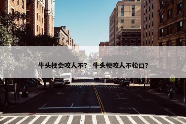 牛头梗会咬人不？ 牛头梗咬人不松口？