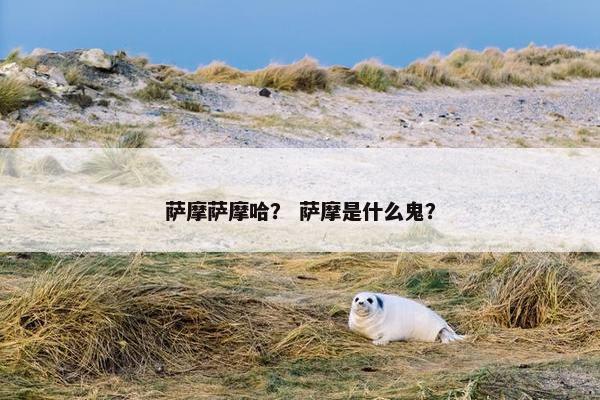萨摩萨摩哈？ 萨摩是什么鬼？