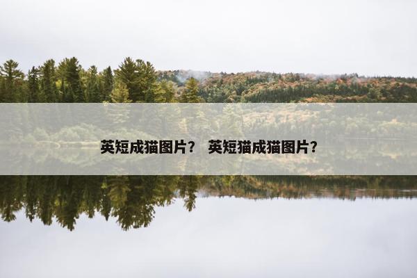 英短成猫图片？ 英短猫成猫图片？