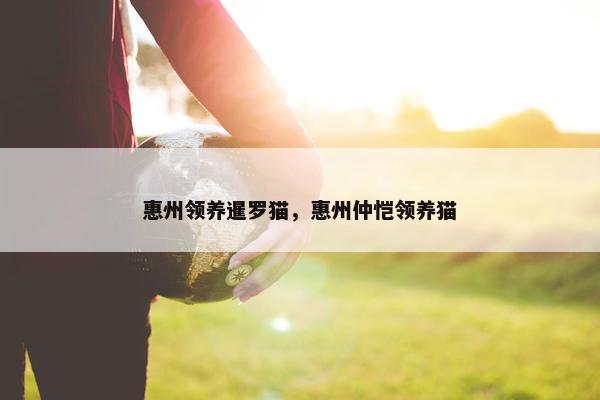 惠州领养暹罗猫，惠州仲恺领养猫