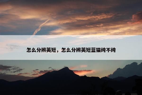 怎么分辨英短，怎么分辨英短蓝猫纯不纯