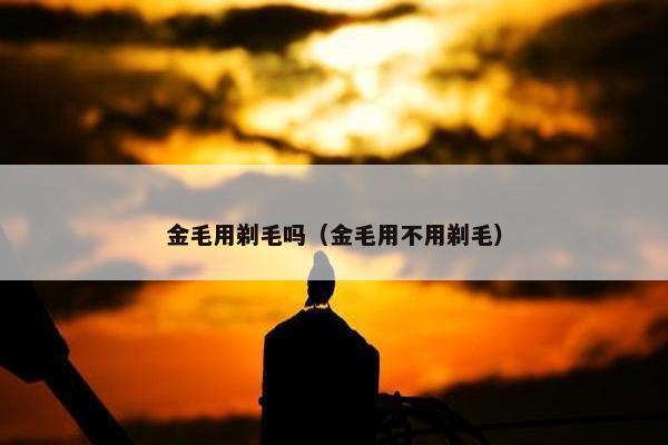 金毛用剃毛吗（金毛用不用剃毛）