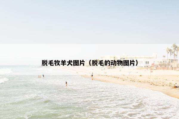 脱毛牧羊犬图片（脱毛的动物图片）